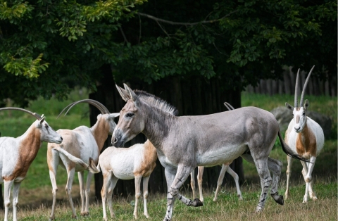Osel domálský po vypuštění Kredit Helena Hubáčková Safari Park Dvůr Králové